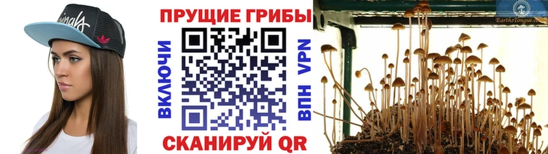 Галлюциногенные грибы GOLDEN TEACHER  наркошоп  Владикавказ 